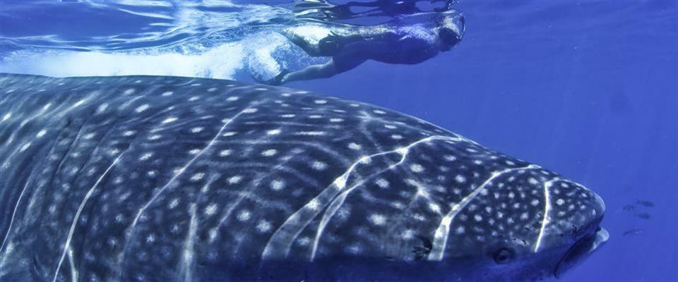 Whale Shark Tour